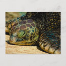 Search for honu postcards Sea