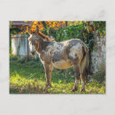 Search for spot postcards Donkey