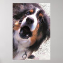 Search for colly posters Collies