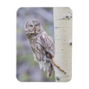 Search for limbs magnets Owl