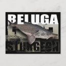 Search for beluga postcards Fish