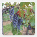 Search for grape leaf stickers Bunch
