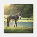 Search for burro magnets Mule