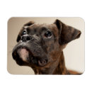 Search for brindle magnets Boxer