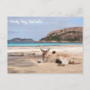 Search for kangaroo postcards National park