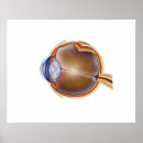 Search for human eye posters Retinal artery