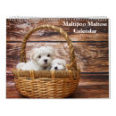 Search for maltese calendars Puppy