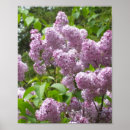 Search for lilac flower posters Plants