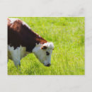 Search for grazing cows postcards Outdoors