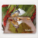 Search for breasted mouse mats Bird watching