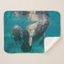 Search for manatee blankets Florida