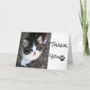 Search for strays cards Kitten