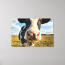 Search for dairy cow canvas prints Holstein