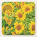 Search for large coasters Sunflower