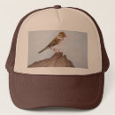 Search for sparrow hats Animal
