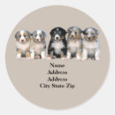 Search for herding dog stickers Australian shepherd