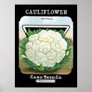 Search for cauliflower posters Kitchen