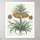 Search for fritillari art Botanical