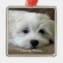 Search for maltese dog christmas tree decorations Bichon