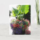 Search for petunias cards Photography