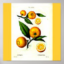 Search for pierre joseph redoute posters Vintage
