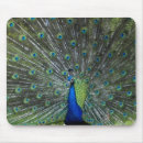 Search for tail feather mouse mats Feathers