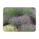 Search for scents magnets White