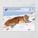 Search for cougar postcards Usa