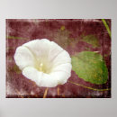 Search for perennials posters Floral