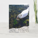 Search for gazing cards Nature