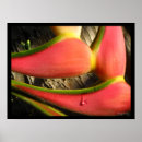 Search for heliconia posters Tropical flowers