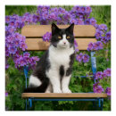 Search for sit posters Kitten