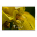Search for bearded iris cards Nature