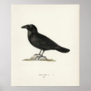 Search for victorian bird art Antique