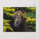 Search for stallions postcards Equestrian