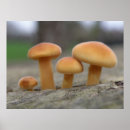 Search for fungus posters Trees