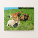Search for jersey cow puzzles Cows