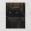 Search for cat eye postcards Photograph
