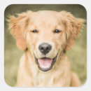 Search for golden smile stickers Animal