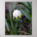 Search for snowflake posters Floral