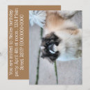 Search for shih invitations Cute