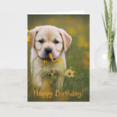 Search for yellow labrador birthday cards Puppies
