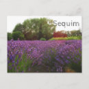 Search for lavendar postcards Lavender