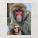 Search for monkey pictures postcards Photograph