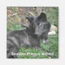 Search for black wolf magnets Wolves