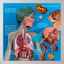 Search for respiratory system art Trachea