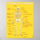 Search for anatomy chart posters Animation