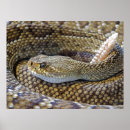 Search for venom posters Rattlesnake