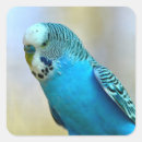 Search for budgerigar stickers Parakeet