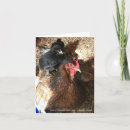 Search for marans Animal